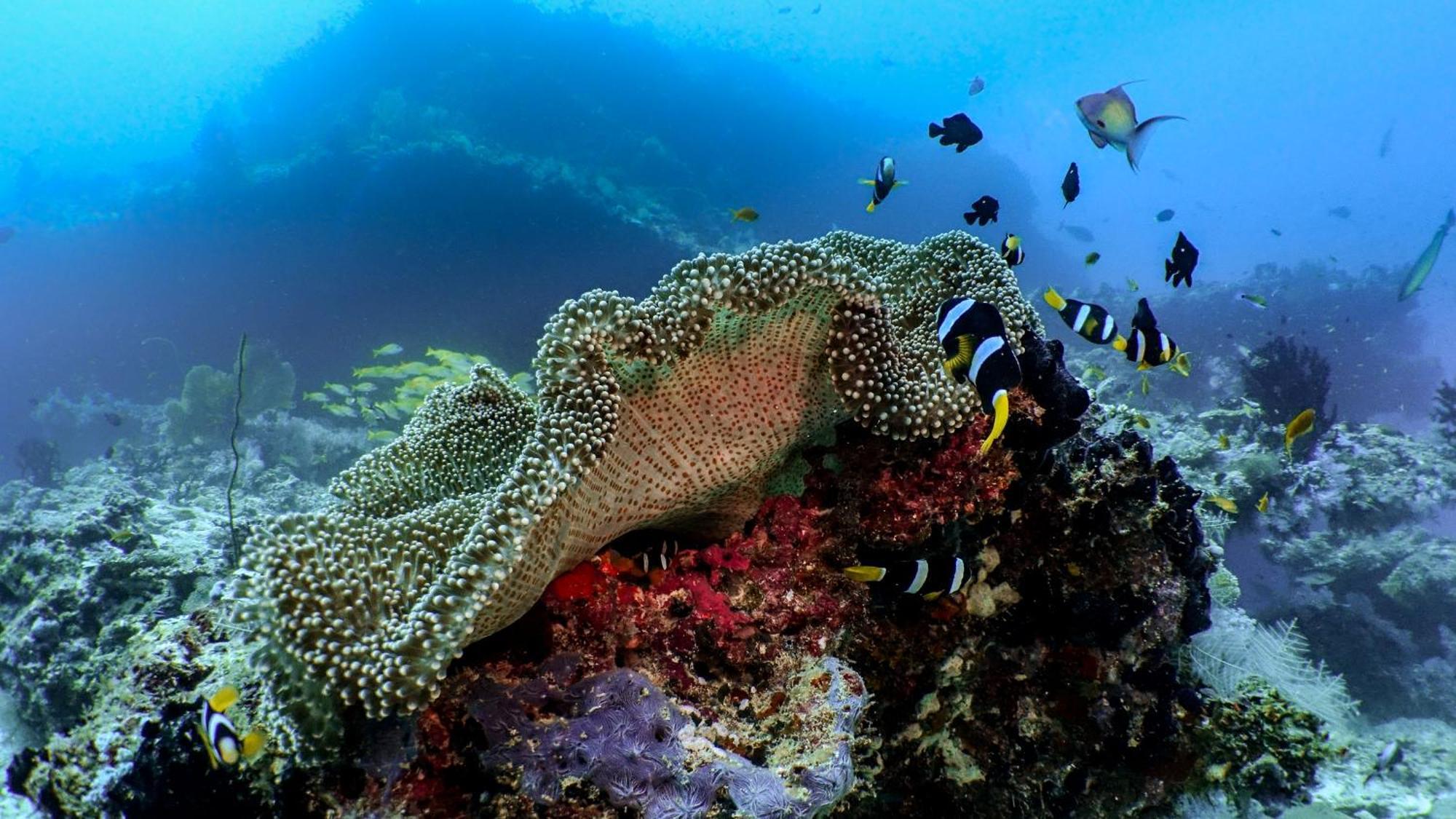 And - Maldives 5* Kuredhivaru