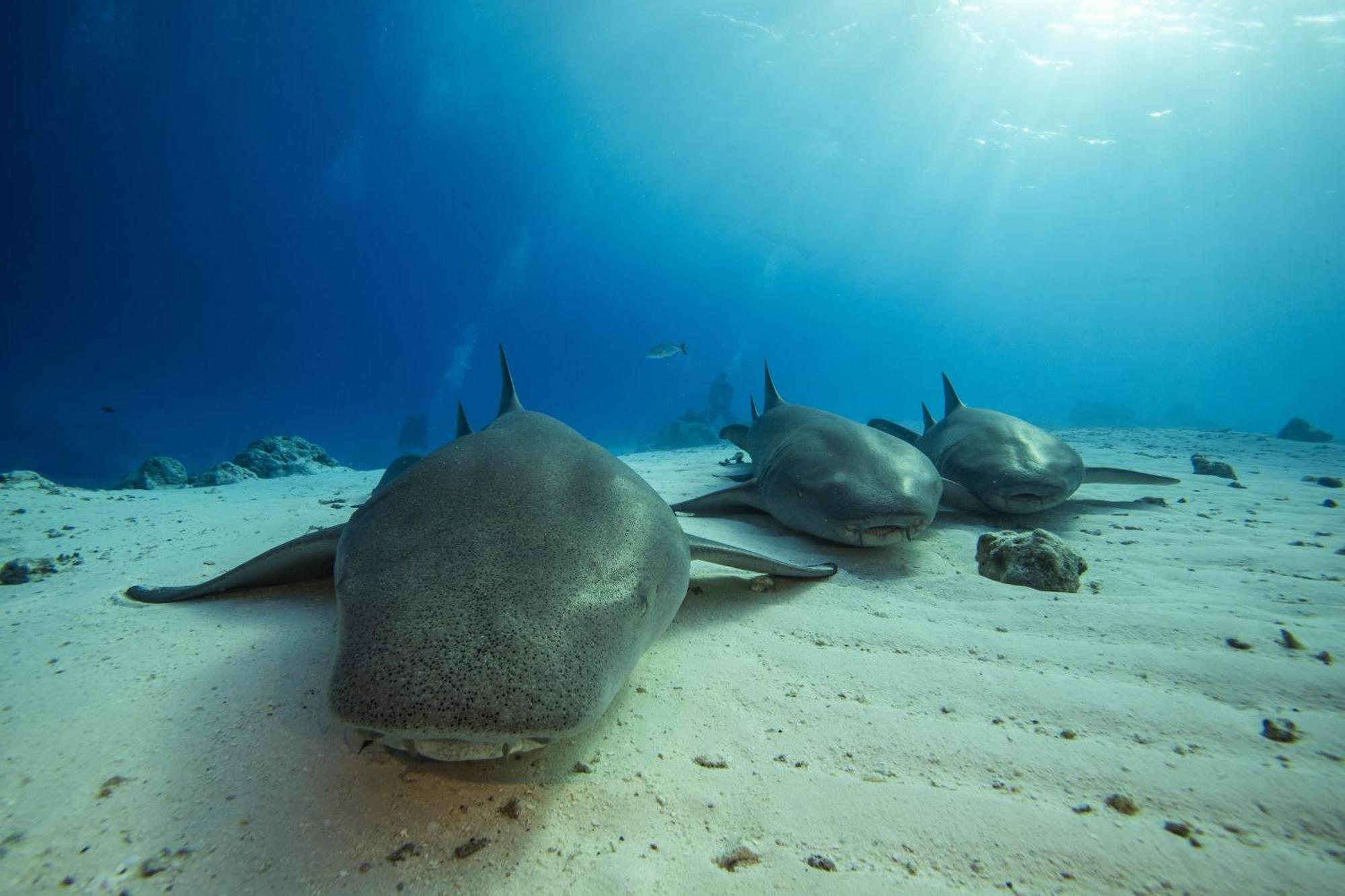 And - Maldives Курортний комплекс Kuredhivaru