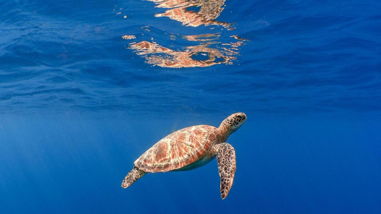 And - Maldives Курортний комплекс Kuredhivaru